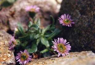 Erigeron alpinus
